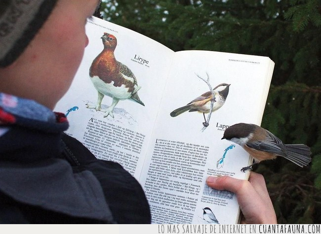 libro,pájaro,protagonista,hoja,poner,encima,mano,especies,dibujos
