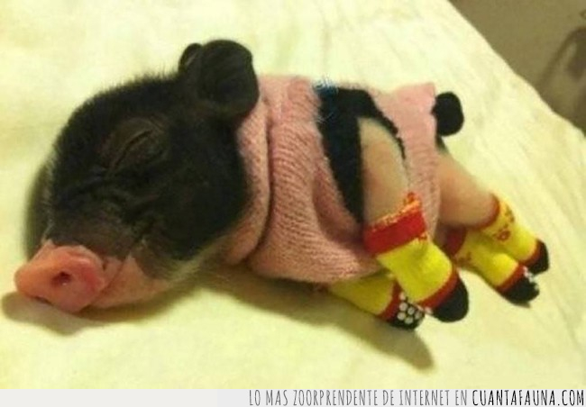 cerdo,pijama,dormir,estrenar,jersey