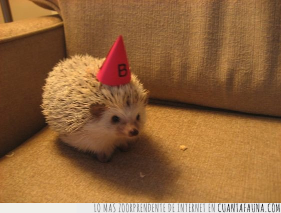 cumpleaños,chico,gorra,sombrero,erizo