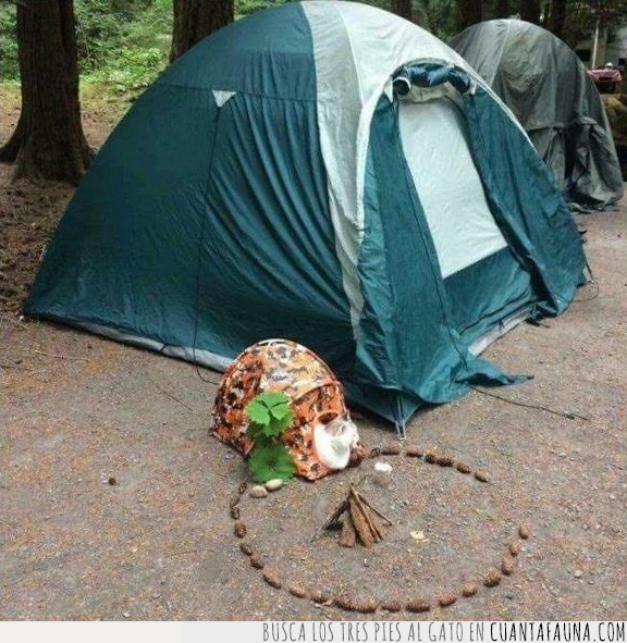 gato,camping,tienda,campaña,acampar