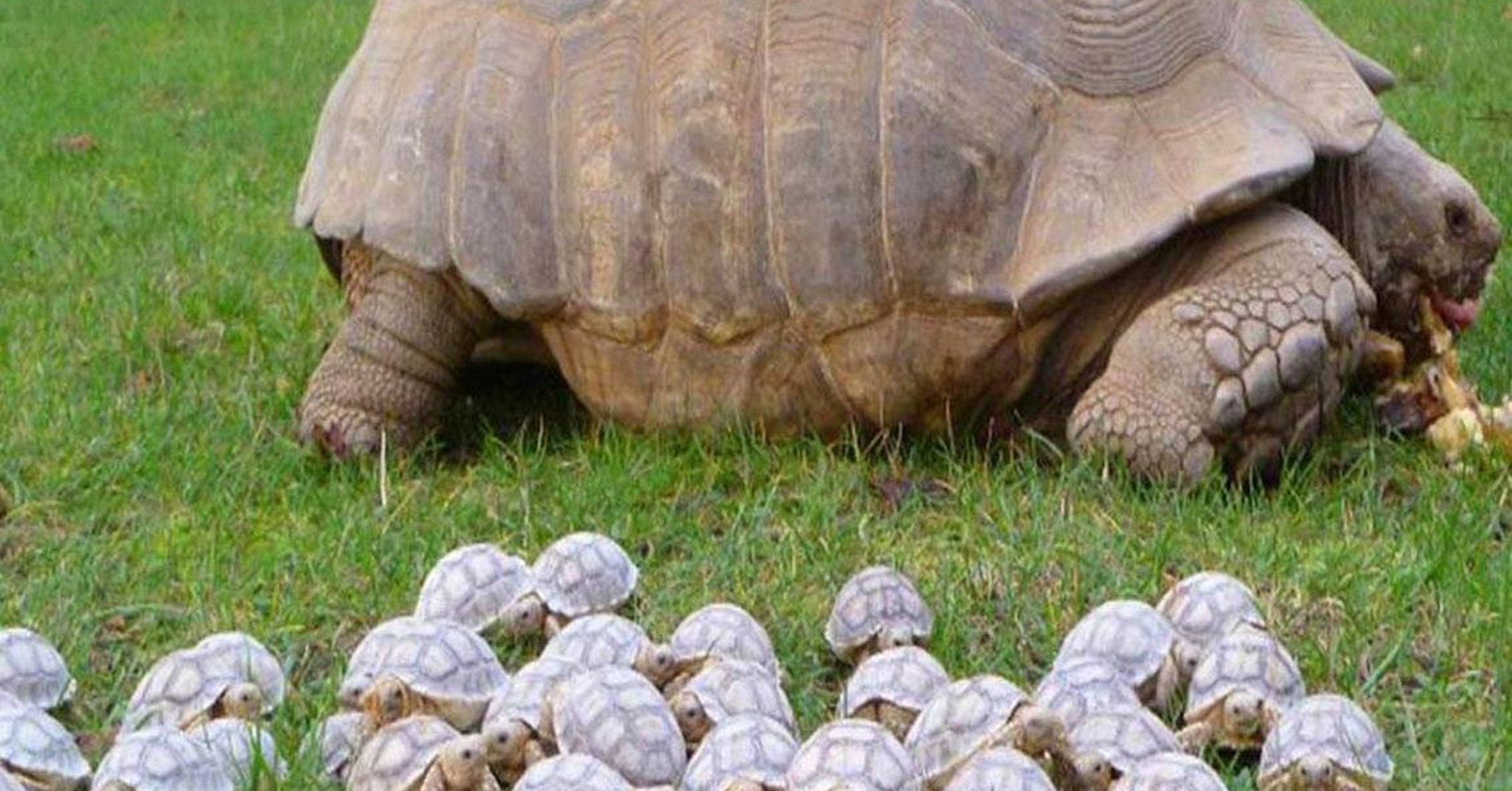 Слоновая черепаха яйца