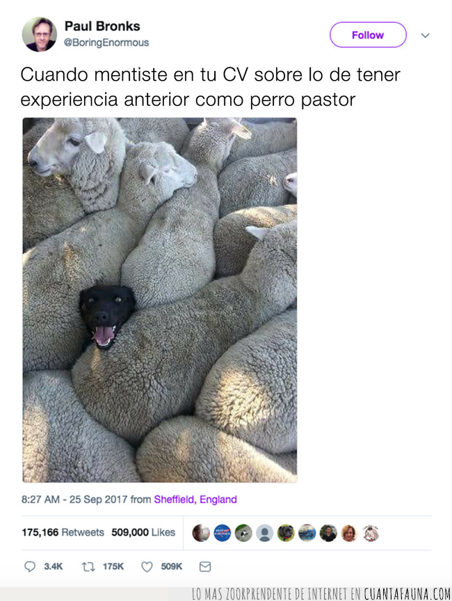 perro,ovejas,experiencia,cv,mentir,pastor