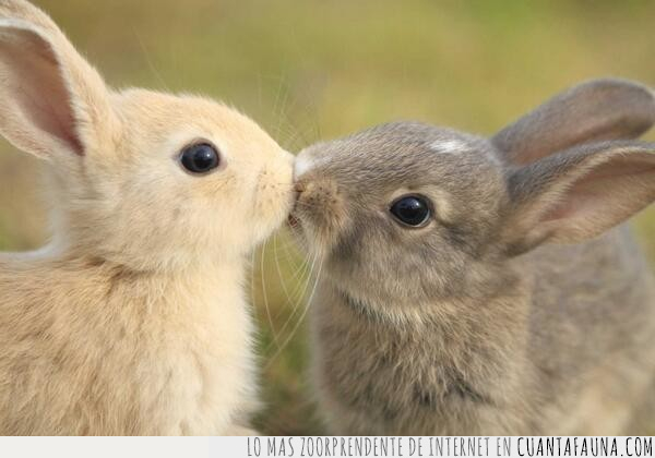 conejo,beso,romántico