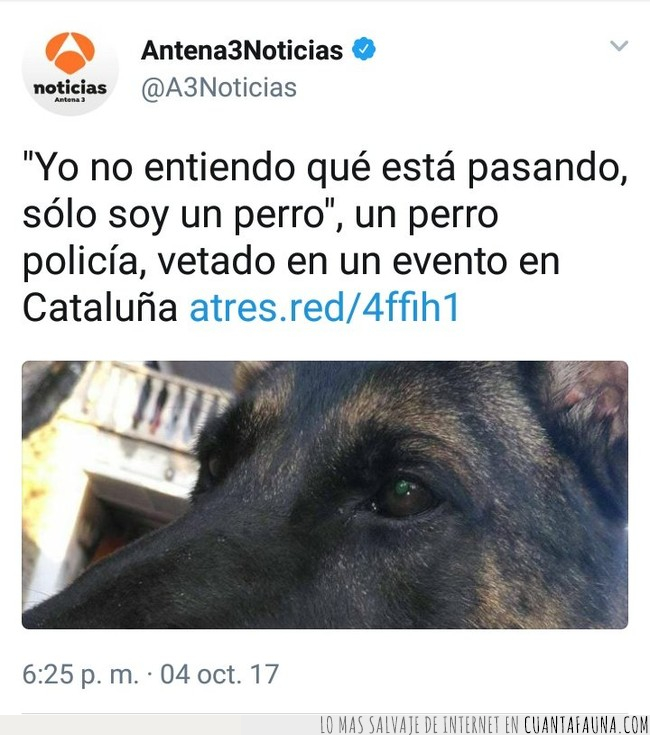 perro,cataluña,vetado,evento,polícia,antena3,noticia