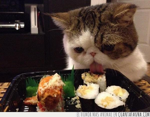 gato,comer,sushi,lamer,comida,pescado