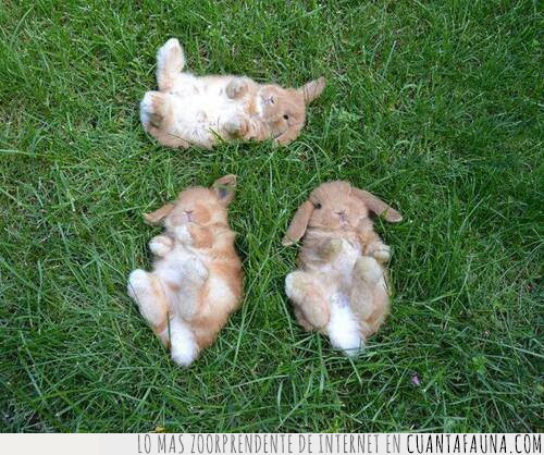 conejos,crías,dormir,césped,pequeños,tres,estirados,tumbados