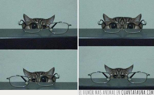 gafas,gato,ojos,ampliar,grandes,mesa,ver
