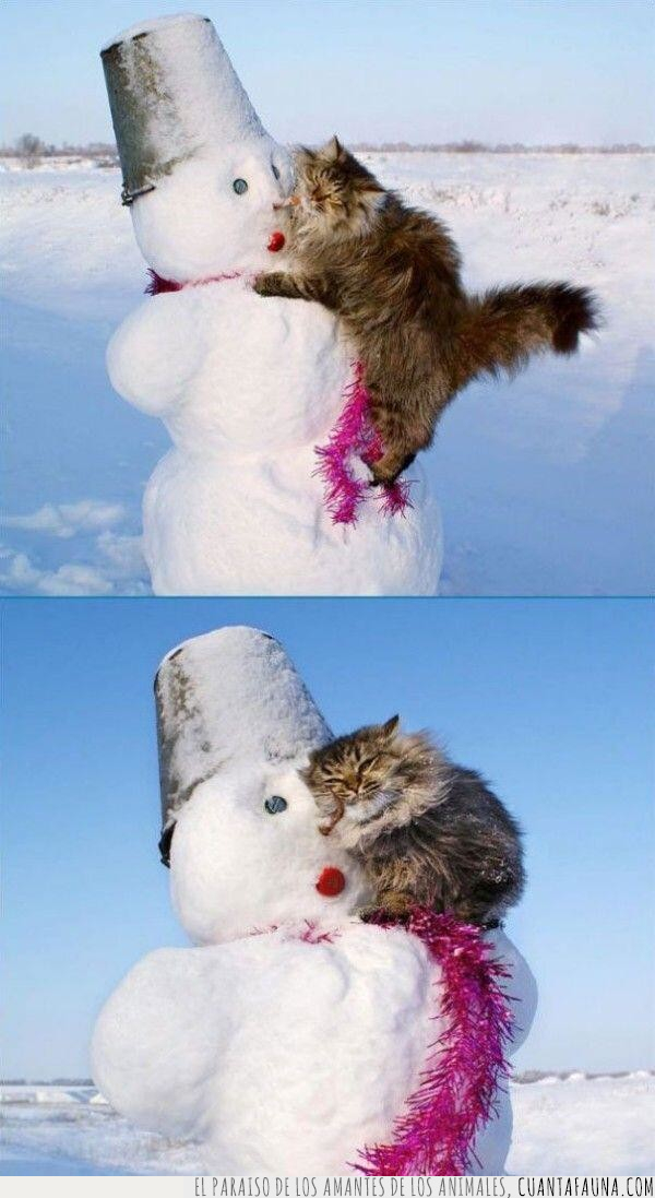 muñeco,nieve,gato,estaciones,frías,preferir,invierno