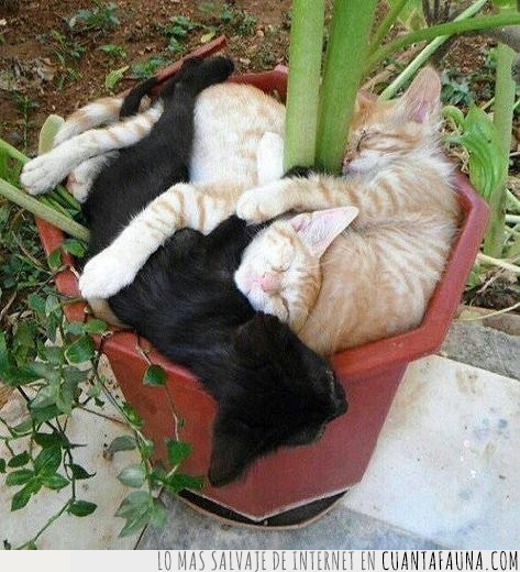 gatos,planta,dormir,maceta,tiesto