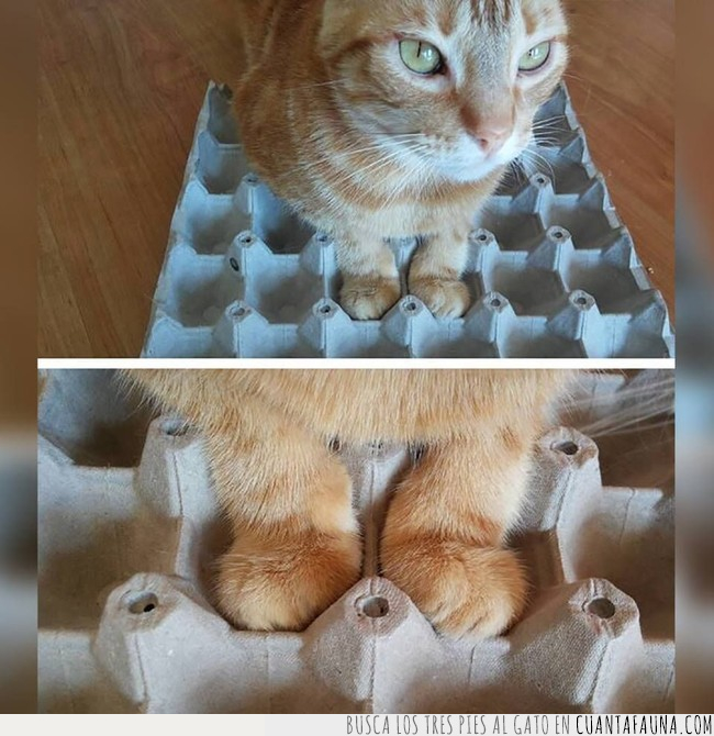 gato,huevera,talla,patas,pies,encajar,medida,caja,cartón,huevos