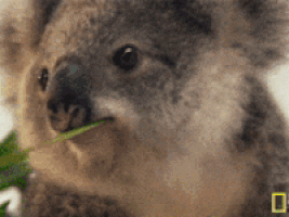 koala,ligon