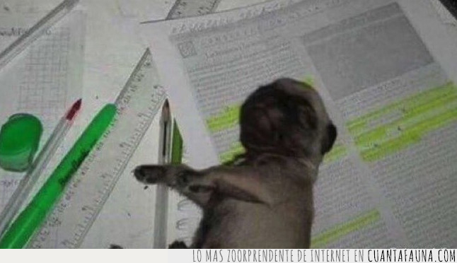 perro,estudiar,cinco,minutos,tarde,empezar,dormir