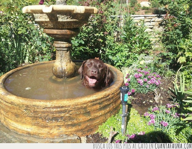 perro,fuente,baño,jardín,imagen,felicidad