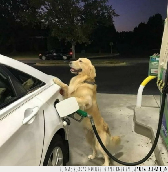coche,gasolinera,perro