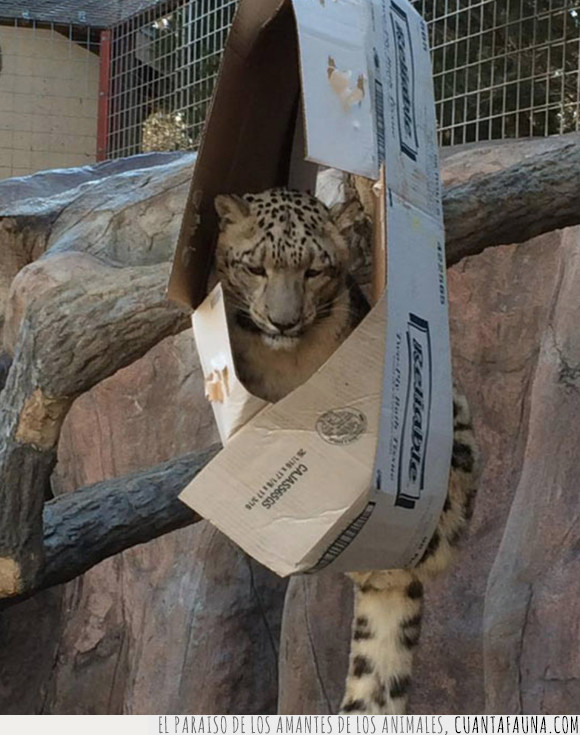 caja,felino,gato,leopardo
