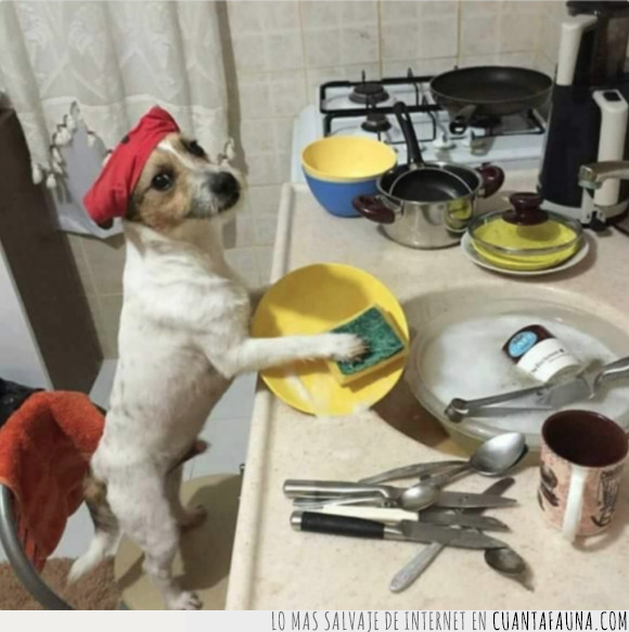 lavar,perro,platos