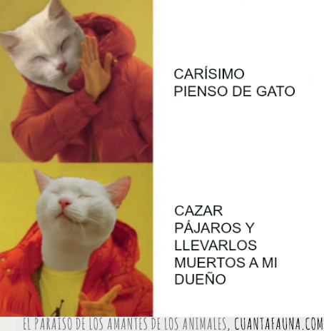 gato,meme