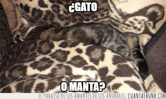 gato,manta,camuflaje,Marit85