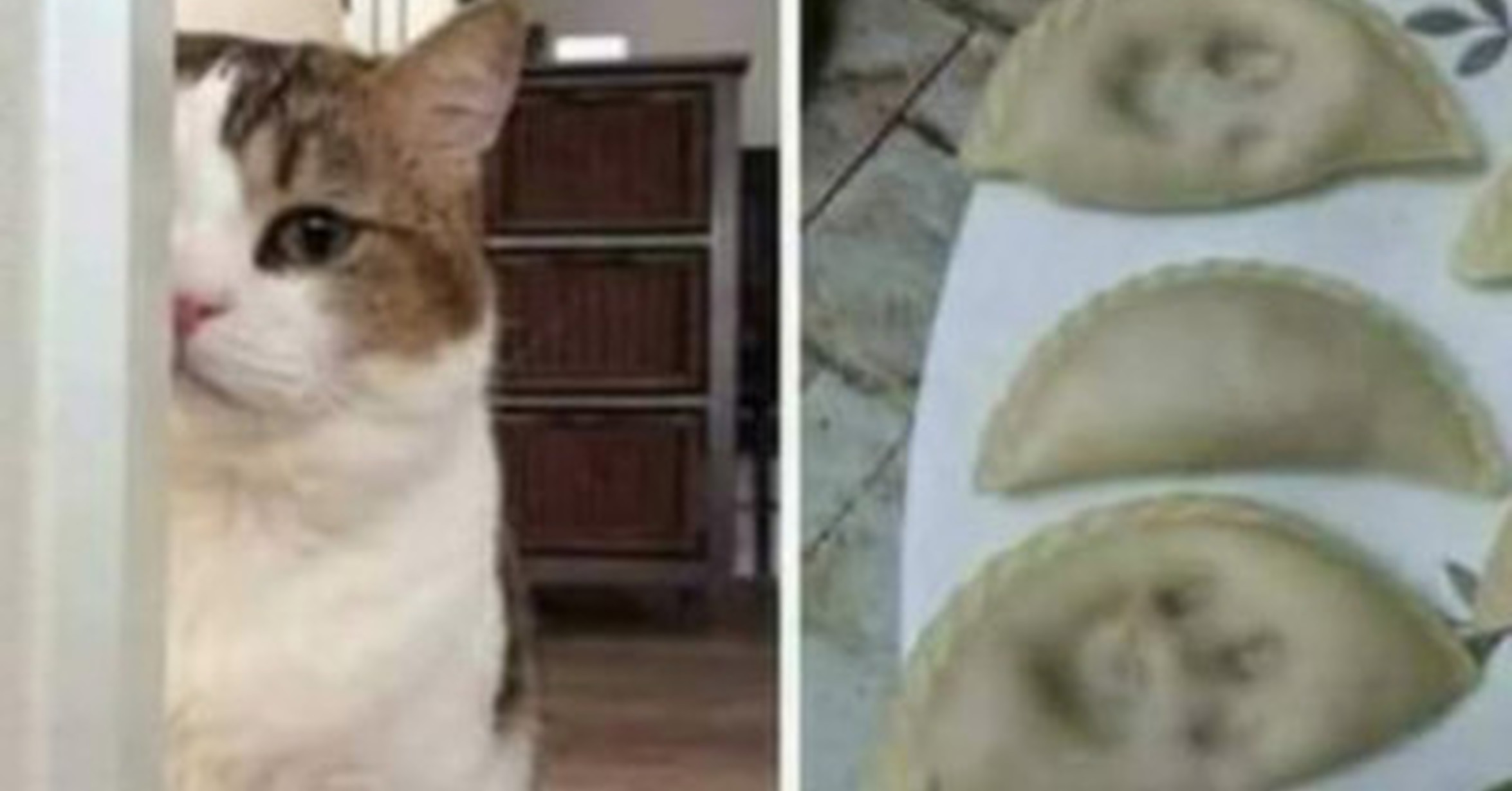 Cuánta Fauna &gt; SOCORRO, mi gato ha aprendido a hacer empanadas