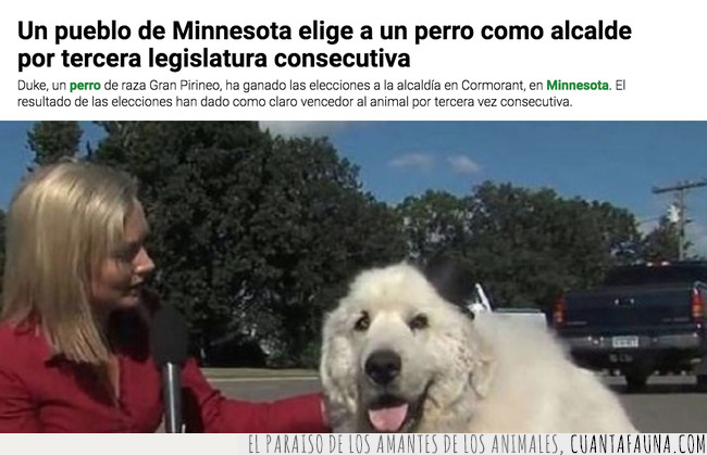 alcalde,perro