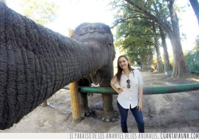 selfie,elefante