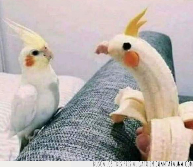 banana,carolina,pájaro