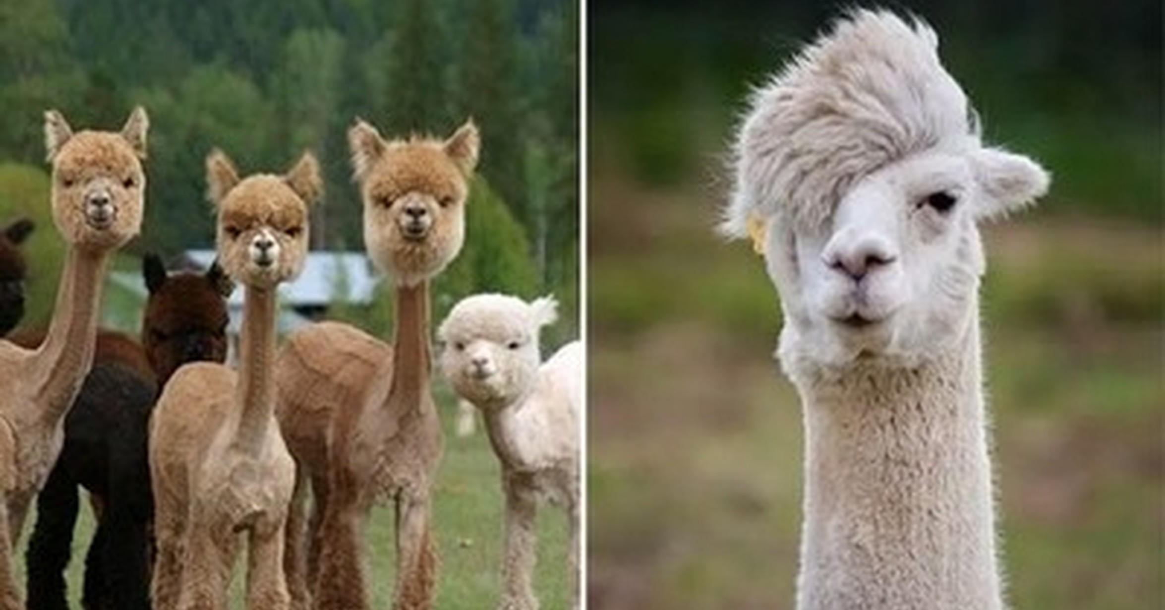 Альпака подстриженная. Альпака подстриженная. Альпаки после стрижки. Лысая лама. Лама до и после стрижки.