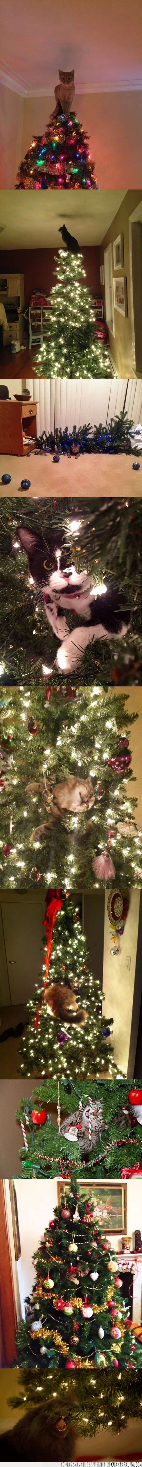 árboles de navidad,gatos,navidad
