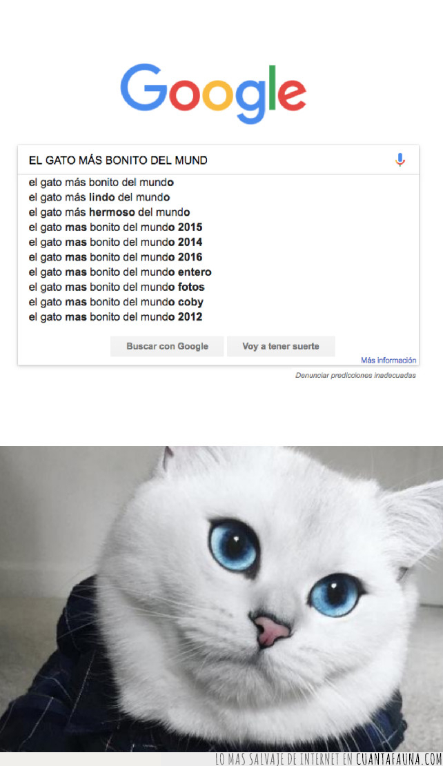 gato,google