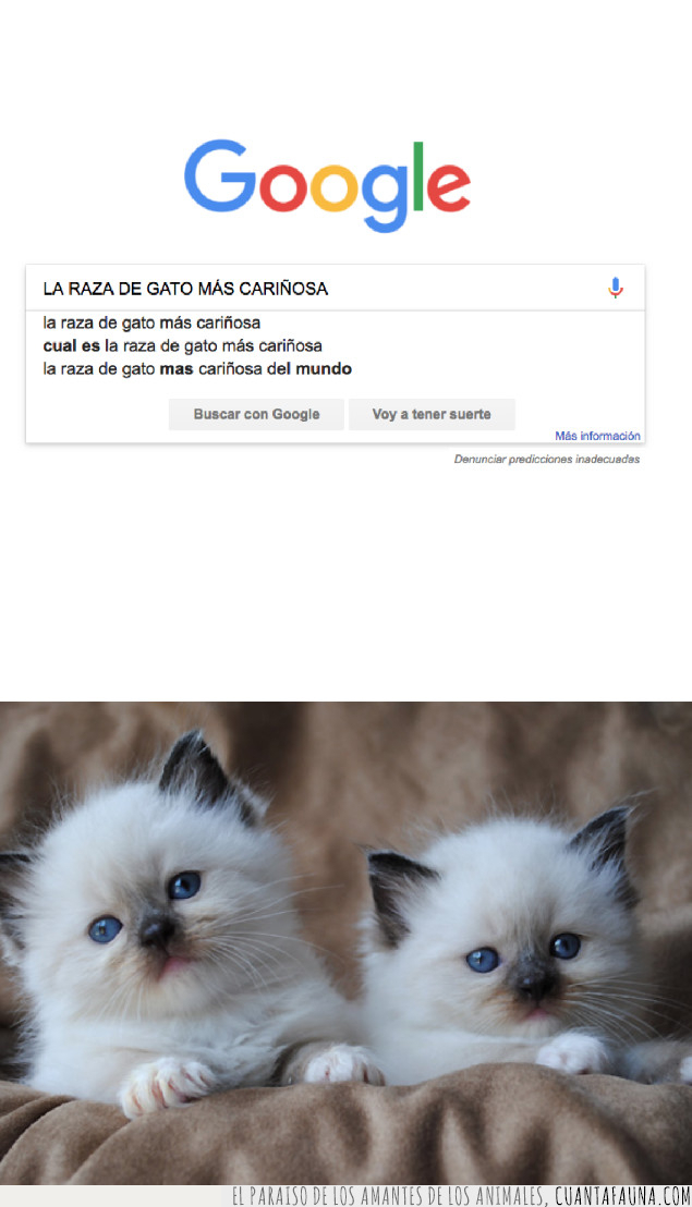 gato,google