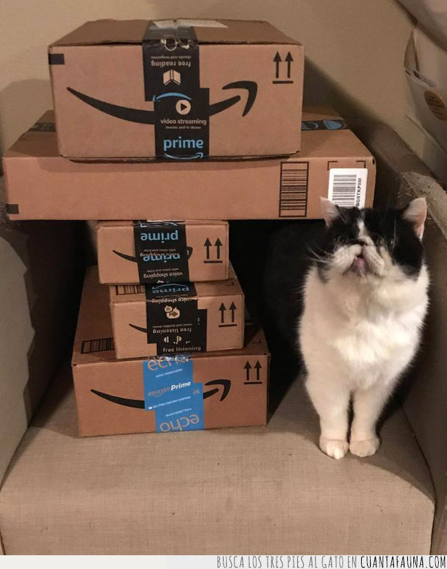 gato,cajas