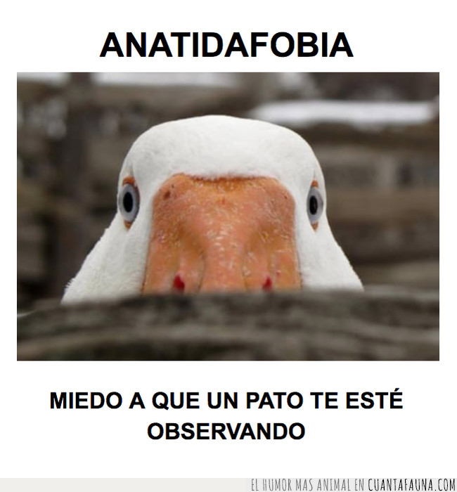 Cuánta Fauna > ¿Sabes qué fobia es la Cuánta Fauna > ¿Sabes qué fobia es la
