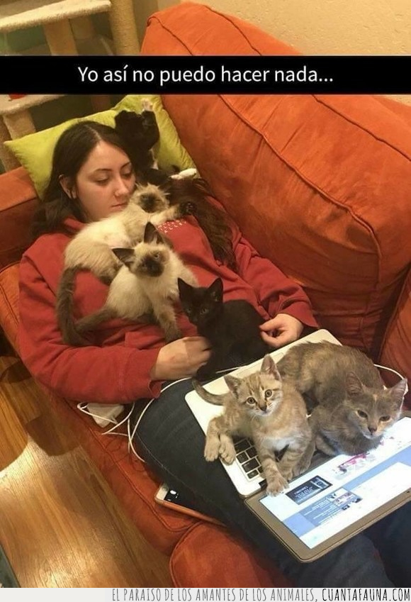 gatos,ordenador