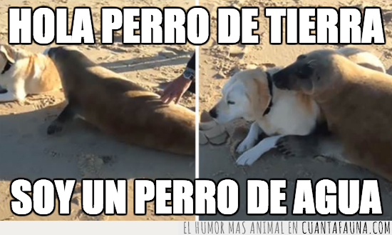 perro