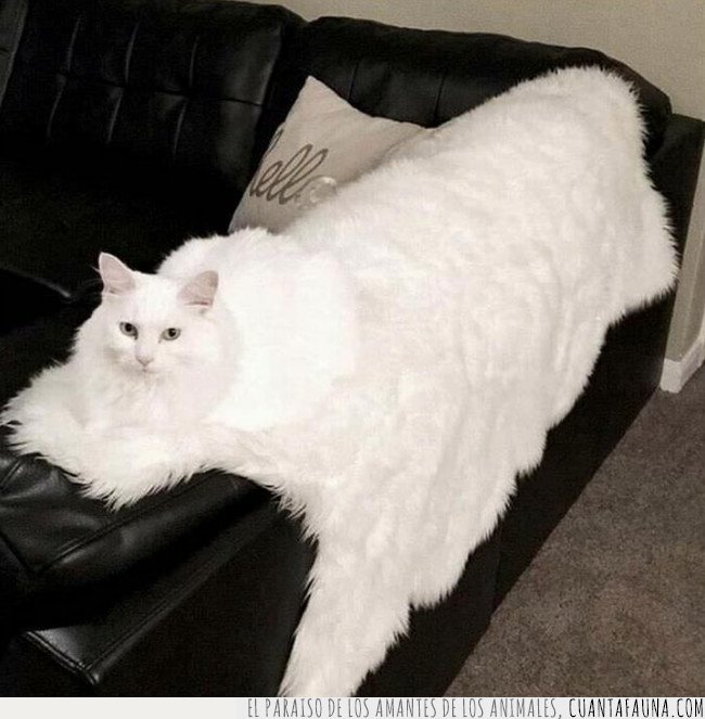 gata blanca