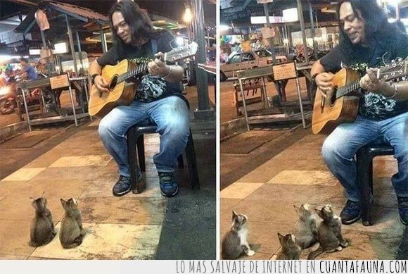 gatos,guitarra,tocando