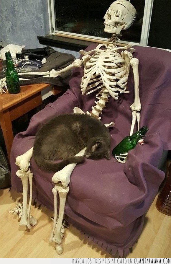 encima,esqueleto,gato,tumbado