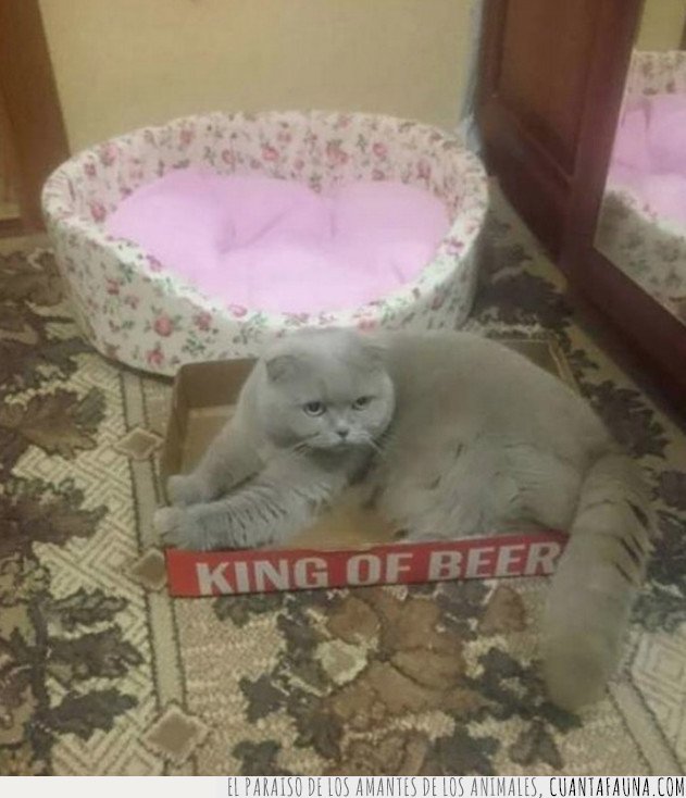 cajas,gatos,cerveza