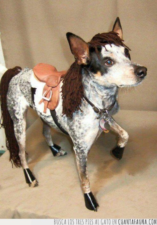 perro,caballo,disfraz