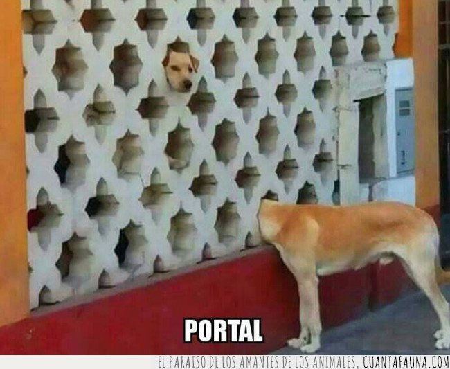 perro,portal