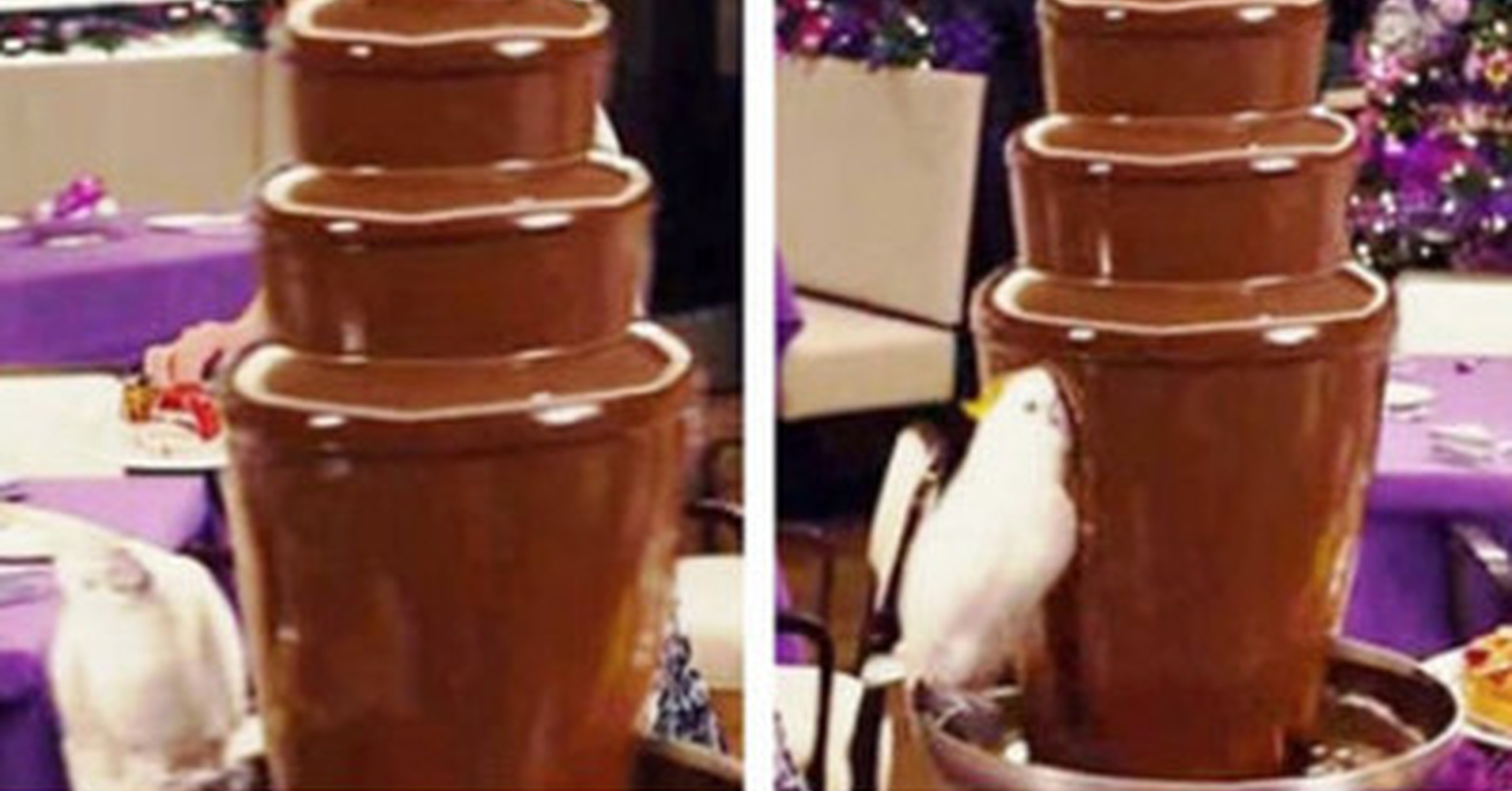 Попугай шоколад и шоколадный фонтан