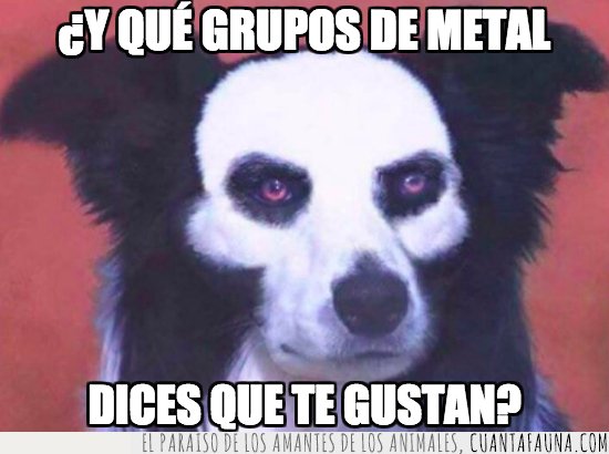 Metal,perro