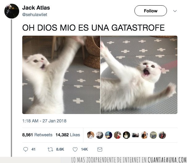 gato,drama