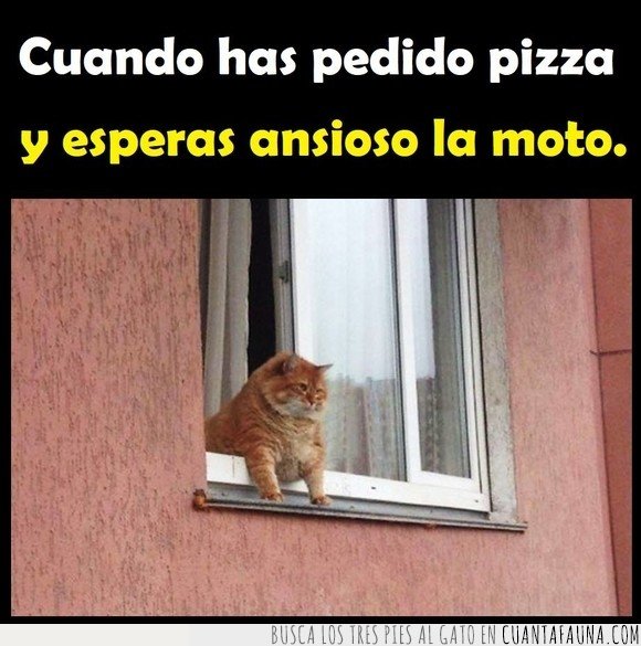 esperando,gato,pizza,ventana