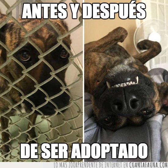 adopcion,perro
