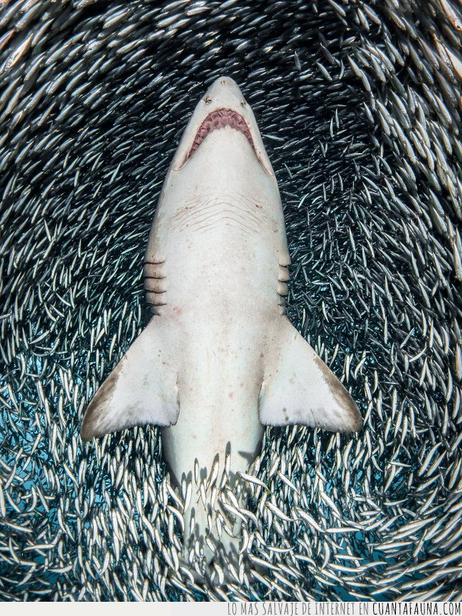 tiburon,fotografia ganadora,premio