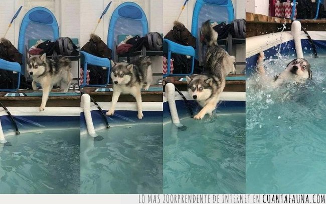 husky,piscina