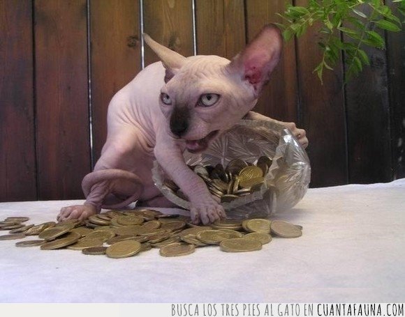 gato,monedas,tesoro