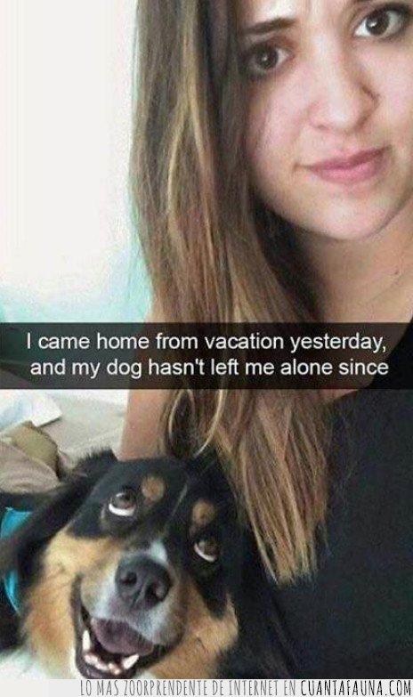 perro,vacaciones