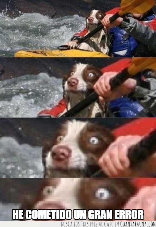 deporte de riesgo,rafting,perro